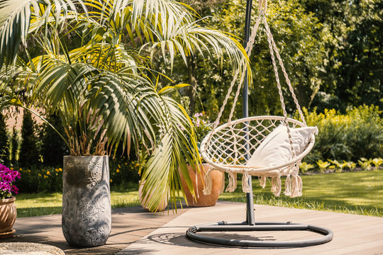 Palm next to hanging chair with cushion on patio in the garden during summer. Real photo