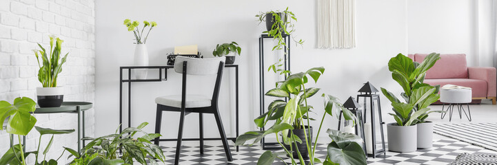 Many fresh green plants placed in white open space room interior in real photo with chair by metal desk with typewriter - obrazy, fototapety, plakaty