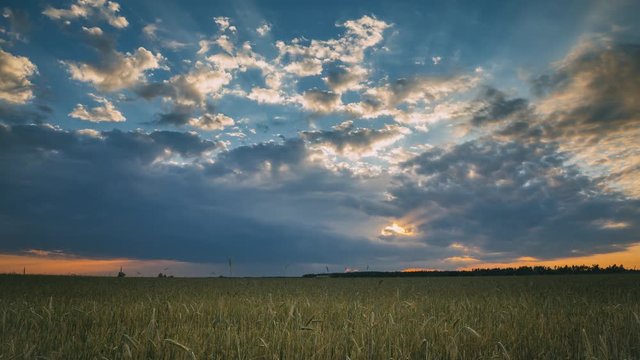 Summer Sunset Evening Above Countryside Rural Wheat Field Landscape. Scenic Dramatic Sky With Rain Clouds On Horizon