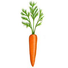 illustration with carrot and leaf on a white background