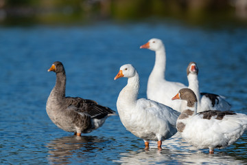 A flock of geese wading through a small lake
