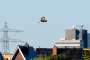 Purple heron (Ardea purpurea) flying over an urban location