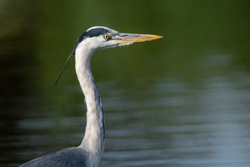 Portrait of a gray Heron (Ardea cinerea) with a background of water