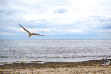Fly-by; seagull flying over rocky beach and blue sky