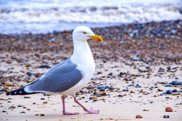 Fototapeta na wymiar Marechal; Seagull on the rock beach looking for fish 