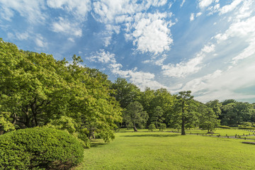 Obraz premium Stone lantern under a large maple tree under a blue sky in the garden of Rikugien in Tokyo in Japan.