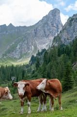 Fototapeta na wymiar A group of Swiss Cows, grazing in a Meadow in the Itialian Alps, in the Dolomites, on a summer afternoon.