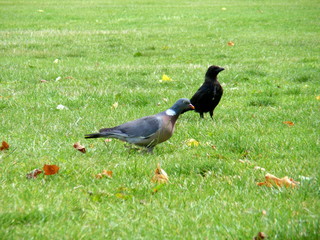 鳩と芝生