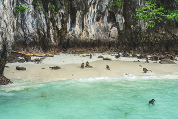 Monkeys on Beautiful Bay Tropical Beach blue ocean background