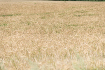 Wheat field. Ears of golden wheat close up. Beautiful Nature Sunset Landscape. Rural Scenery under Shining Sunlight. Background of ripening ears of meadow wheat field. Rich harvest Concept