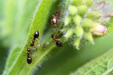 bugs life