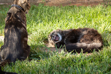 A pair of domestic cats disputing the rights to a napping spot. One is sitting up and the other laying down.