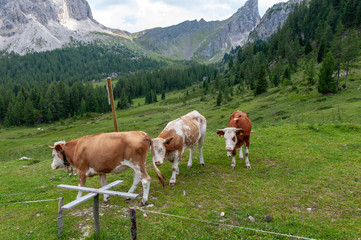 Fototapeta na wymiar A group of Swiss Cows, grazing in a Meadow in the Itialian Alps, in the Dolomites, on a summer afternoon.