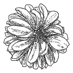 Dahlia flower, related species include the daisy, chrysanthemum, and zinnia. Ink floral art. Floral head for wedding decoration, Valentine's Day, Mother's Day, sales and other events. Vector.