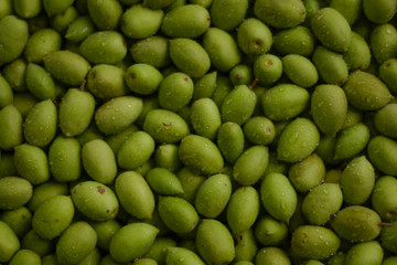 Olives, local plants in tropical jungle, South East Asia, Thai herbs, Sour herbs, green fruits, sour fruits. Suitable for fermented or chilled to eat as a snack.