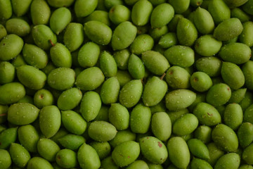 Olives, local plants in tropical jungle, South East Asia, Thai herbs, Sour herbs, green fruits, sour fruits. Suitable for fermented or chilled to eat as a snack.