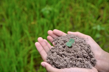 hand holding young plant growing 