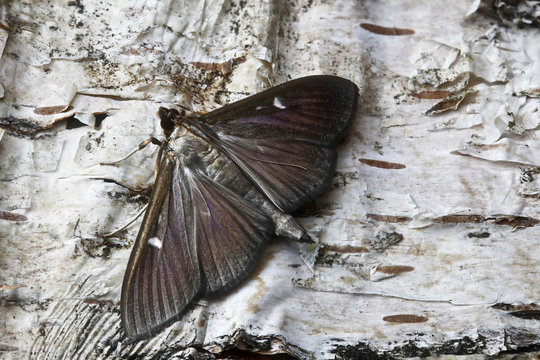 Buchsbaumz&uuml;nsler (Cydalima perspectalis) an Baumstamm