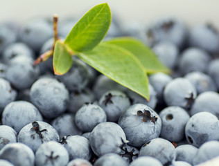 Plate with blueberries in the garden