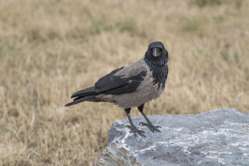 Nebelkrähe   Hooded Crow    Corvus cornix