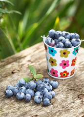 A bucket of blueberries in the garden on a wooden table