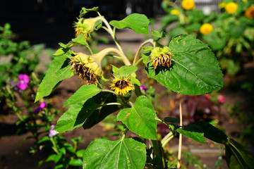 Fototapeta premium Sprinkle yellow sunflower with green leaves close-up.