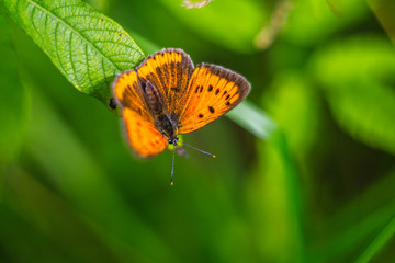 butterfly