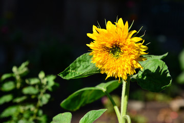 Sunflower on a dark background close-up.