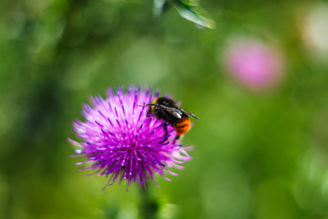 bee