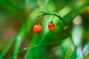 berries of lily of the valley