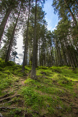 Beautiful green forest