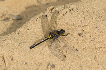North dragonfly