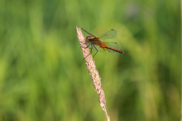 Dragonfly