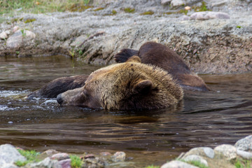 Grizzly Bear in a forest of Canada