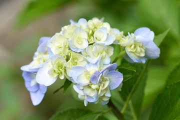 Closeup of green hydrangea (Hydrangea macrophylla) are blooming in spring and summer at a town garden. The Japanese call this 