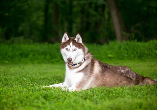 A Red Siberian Husky dog relaxing in the grass