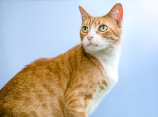 Obraz premium An orange tabby domestic shorthair cat with green eyes, on a blue background