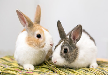 A pair of domesticated Dutch rabbits