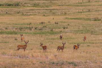 Herd of White-tailed Deer Bucks in velvet