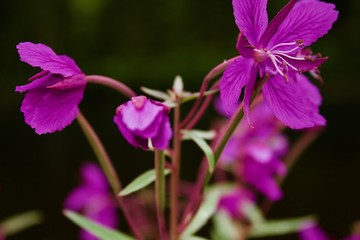 Obraz premium Flower