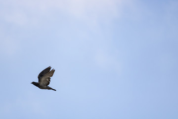 pigeon from haifa