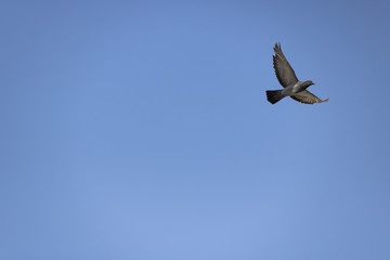 pigeon from haifa