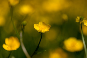 Obraz premium Buttercups in a Field