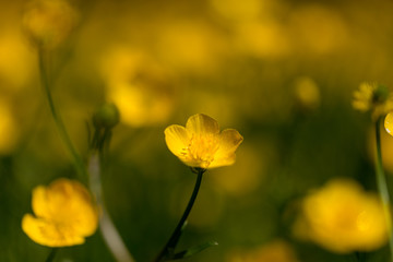 Obraz premium Buttercups in a Field