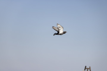 pigeon from haifa