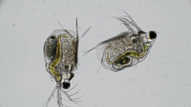 eggs, embryos in the brood chamber of daphnia of different stages, under a microscope