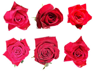 red roses on white background.