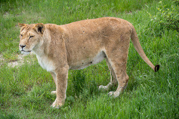Old lioness in a Safari Park