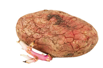 Germinated pink potato isolated on white background