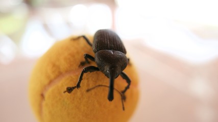 Beetle and ball